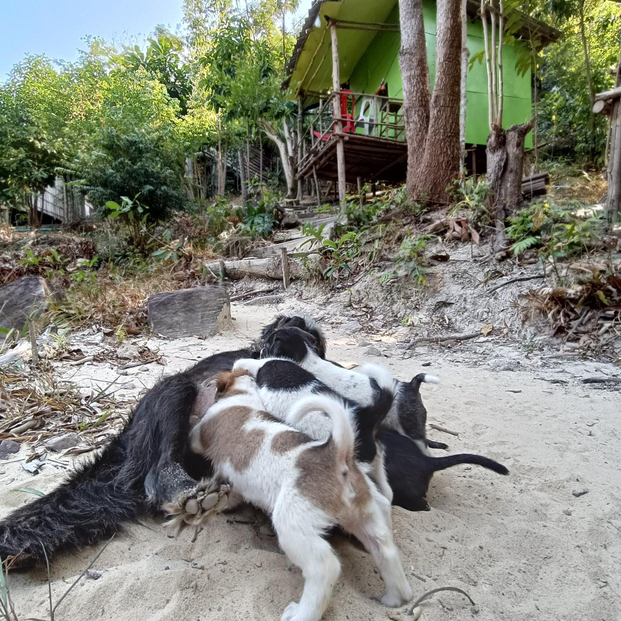 Sweet Jungle Camping Kaoh Touch Exterior foto